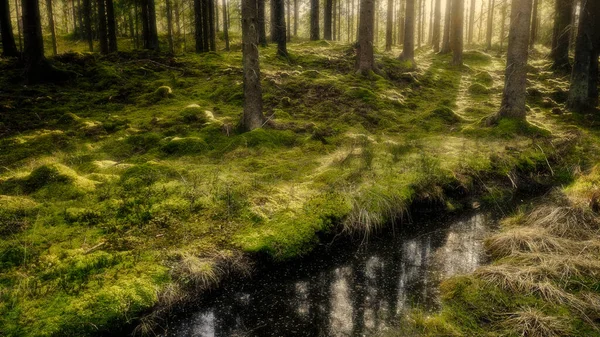 Lumière Soir Dans Une Forêt Mousseuse Avec Une Piscine Eau — Photo