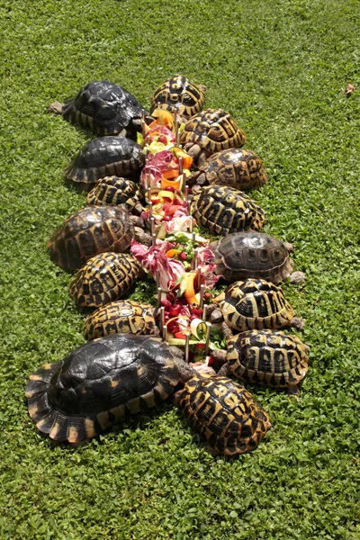 Редкие Наземные Черепахи Саду — стоковое фото