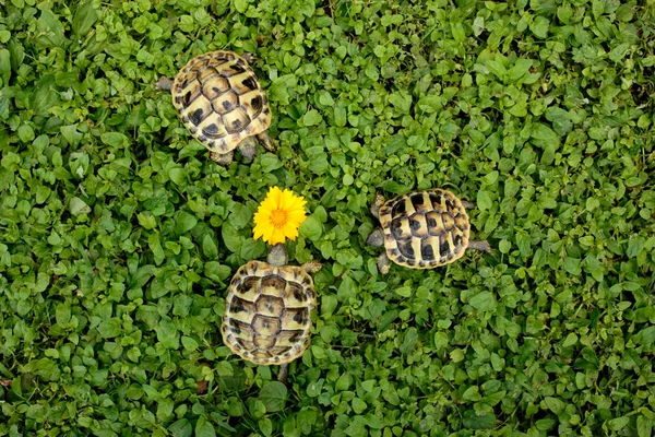 Bir Bahçe Içinde Nadir Karasal Kaplumbağalar — Stok fotoğraf