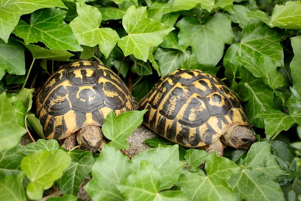 Редкие Наземные Черепахи Саду — стоковое фото