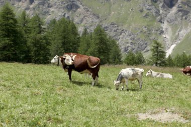 inek iitalian Alpler üzerinde bir çayır üzerinde otlatma