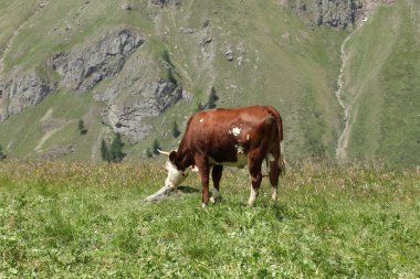 inek iitalian Alpler üzerinde bir çayır üzerinde otlatma