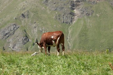 inek iitalian Alpler üzerinde bir çayır üzerinde otlatma