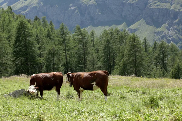 Vaca Pastando Prado Los Alpes Iitalianos — Foto de Stock