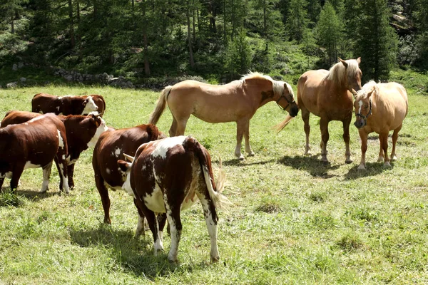 Três Cavalos Que Pastam Prado Alpes Italianos — Fotografia de Stock