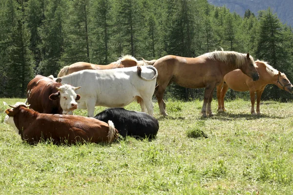 Корова Лошади Пасутся Лугу Итальянских Альпах — стоковое фото