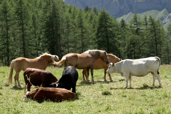 Корова Коні Пасуться Лузі Італійських Альпах — стокове фото