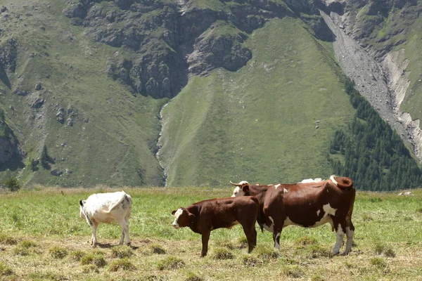 Penggembalaan Sapi Padang Rumput Pegunungan Iitalia — Stok Foto