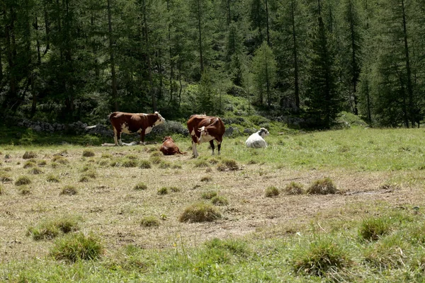 Vaca Que Pastoreia Prado Alpes Italianos — Fotografia de Stock