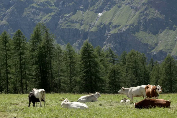 Vaca Pastando Prado Los Alpes Iitalianos — Foto de Stock