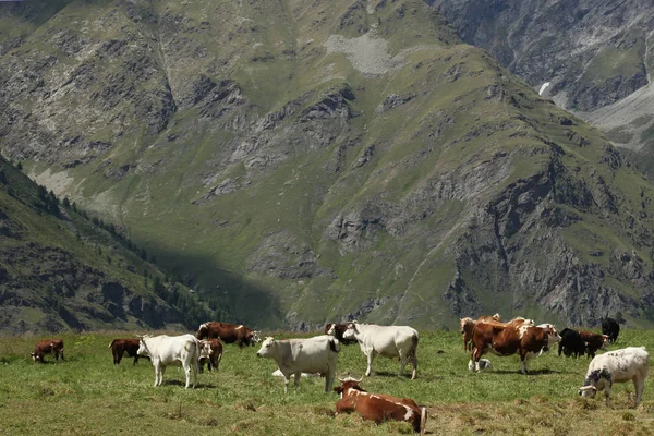 Iitalian 阿尔卑斯草地上的奶牛放牧 — 图库照片