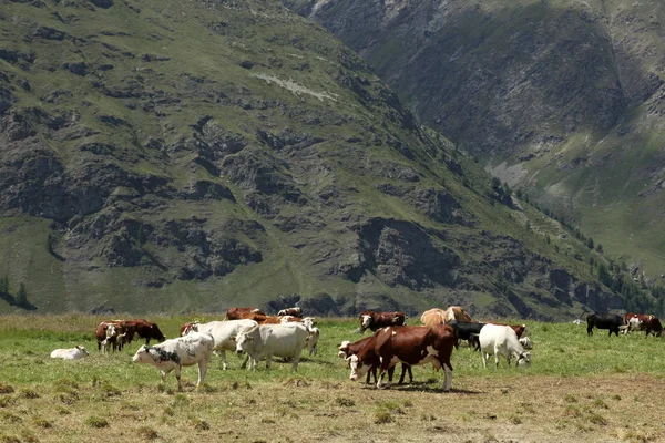Корова Пасущаяся Лугу Итальянских Альпах — стоковое фото