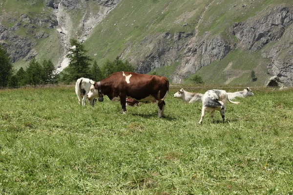 Iitalian 阿尔卑斯草地上的奶牛放牧 — 图库照片