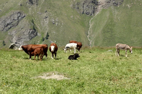 Cow Grazing Meadow Iitalian Alps — Stock Photo, Image