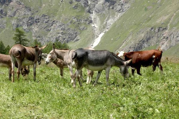 Vaca Pastando Prado Los Alpes Iitalianos — Foto de Stock