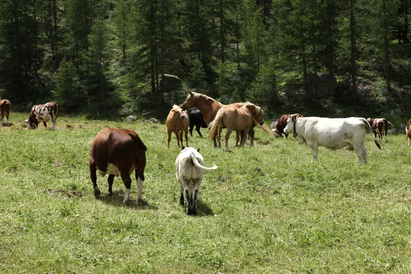 Αγελάδες Και Άλογα Που Βόσκουν Ένα Λιβάδι Στις Άλπεις Iitalian — Φωτογραφία Αρχείου