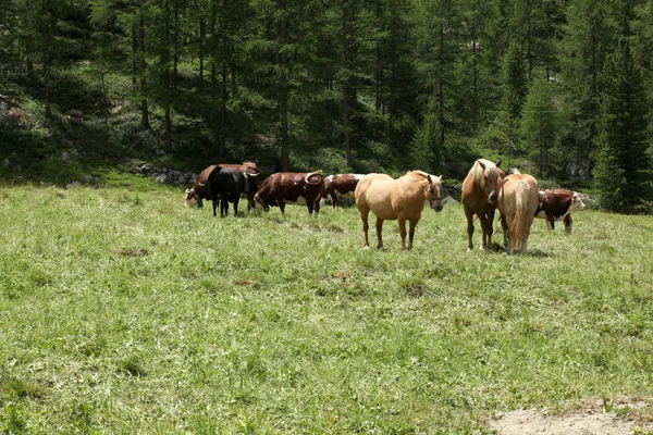 Корова Коні Пасуться Лузі Італійських Альпах — стокове фото