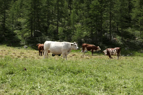 Penggembalaan Sapi Padang Rumput Pegunungan Iitalia — Stok Foto