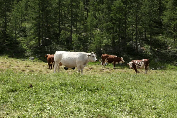 Αγελάδα Που Βόσκουν Ένα Λιβάδι Στις Άλπεις Iitalian — Φωτογραφία Αρχείου