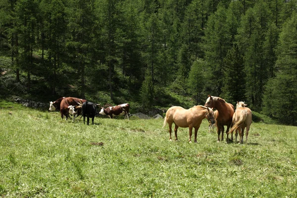 Cow Horses Grazing Meadow Iitalian Alps — Stock Photo, Image