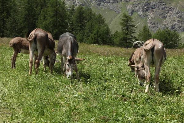 小组驴子在山草甸在意大利阿尔卑斯 — 图库照片