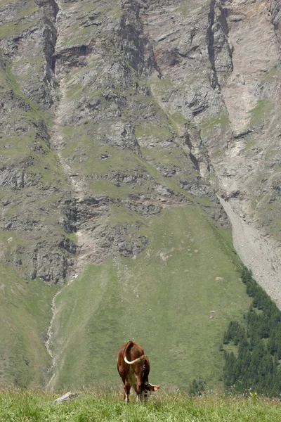 Vaca Pastando Prado Los Alpes Iitalianos — Foto de Stock