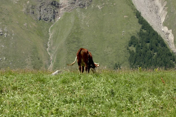 Vaca Pastando Prado Los Alpes Iitalianos — Foto de Stock