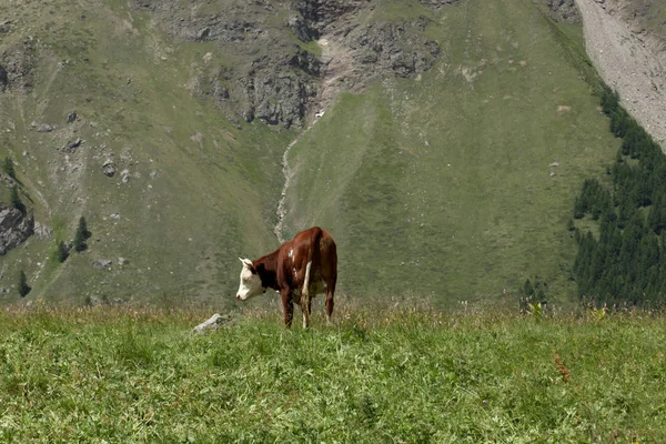 Vaca Pastando Prado Los Alpes Iitalianos — Foto de Stock