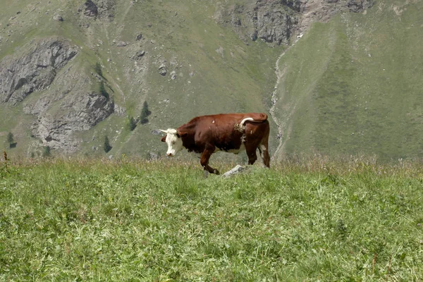 Випасання Корови Лузі Італійських Альпах — стокове фото