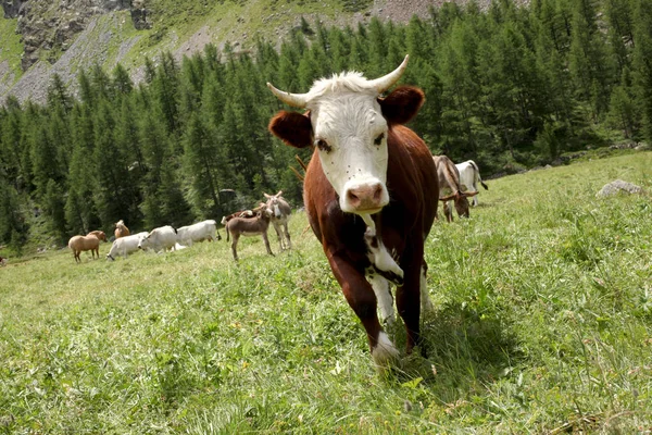 Випасання Корови Лузі Італійських Альпах — стокове фото