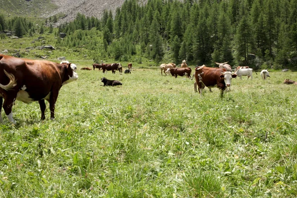 Αγελάδα Που Βόσκουν Ένα Λιβάδι Στις Άλπεις Iitalian — Φωτογραφία Αρχείου