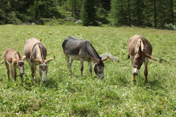 Група Віслюку Полонину Італійських Альпах — стокове фото