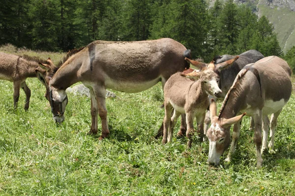 Група Віслюку Полонину Італійських Альпах — стокове фото