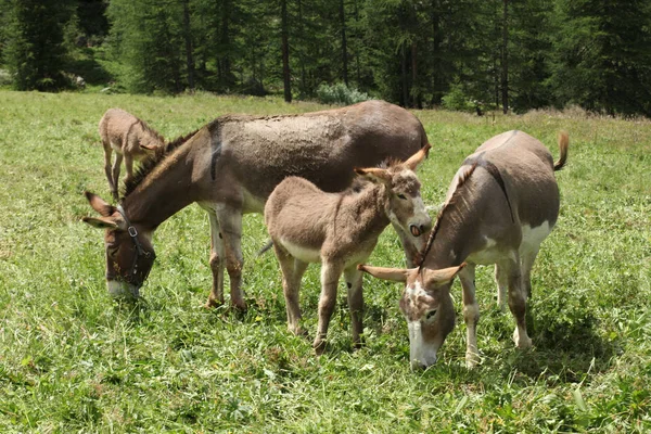 小组驴子在山草甸在意大利阿尔卑斯 — 图库照片
