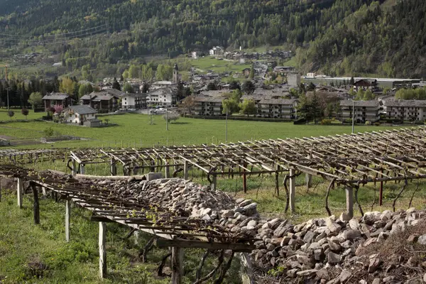 Weinberg Auf Den Italienischen Alpen — Stockfoto