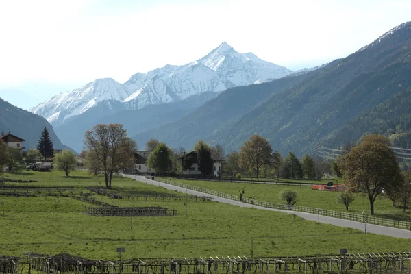 Winnicy Regionie Alpy Włoskie — Zdjęcie stockowe