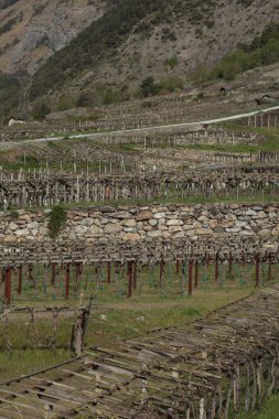İtalyan dağ bağında