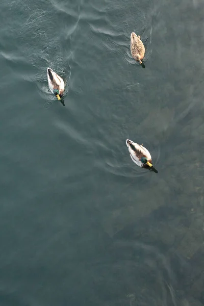 Canards Nageant Sur Une Vue Sur Lac Haut — Photo