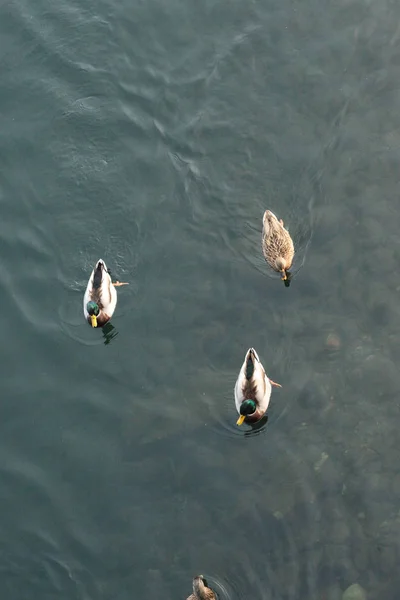 Canards Nageant Sur Une Vue Sur Lac Haut — Photo