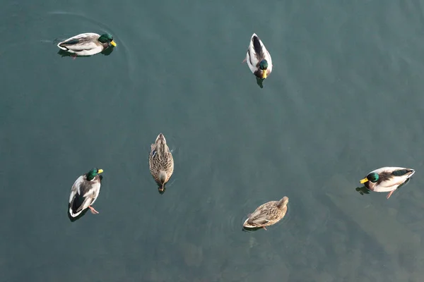 Patos Nadando Una Vista Lago Desde Arriba — Foto de Stock