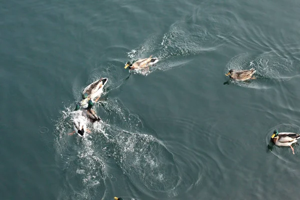 Canards Nageant Sur Une Vue Sur Lac Haut — Photo