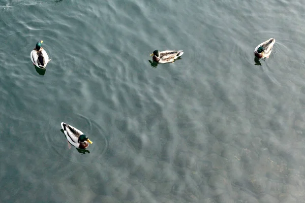 鸭子在湖视图从上面游泳 — 图库照片