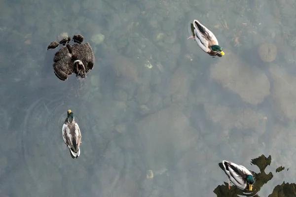 鸭子在湖视图从上面游泳 — 图库照片
