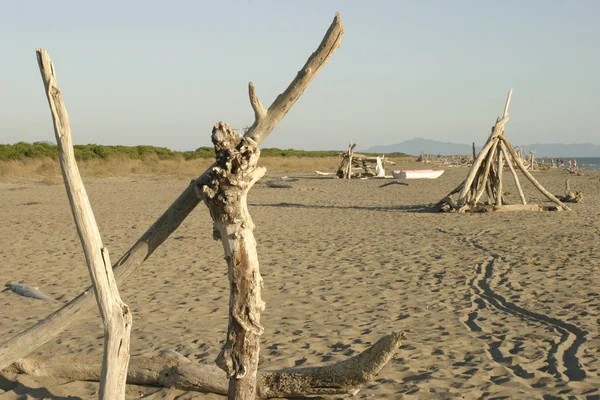 Spiaggia Mediterranea Vuota Con Alberi Morti — Foto Stock