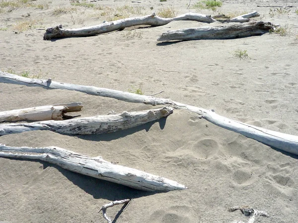 Mediterranean Empty Beach Dead Trees — Stock Photo, Image