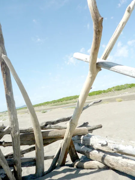 Spiaggia Mediterranea Vuota Con Alberi Morti — Foto Stock