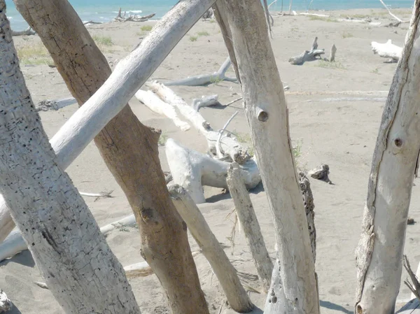 Spiaggia Mediterranea Vuota Con Alberi Morti — Foto Stock