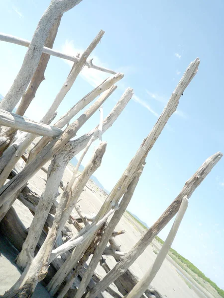 Spiaggia Mediterranea Vuota Con Alberi Morti — Foto Stock