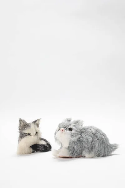 Freundschaft Zwischen Zwei Verschiedenen Rassen Flauschiger Plüschtiere — Stockfoto