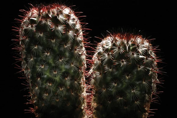 still life of cactus fat plant on dark background